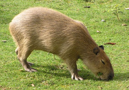 Amazon Rainforest Animals, Capybara